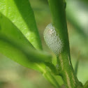 "spittle" from a spittlebug (nymph of a froghopper)