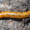 False wireworm larva