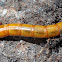 False wireworm larva