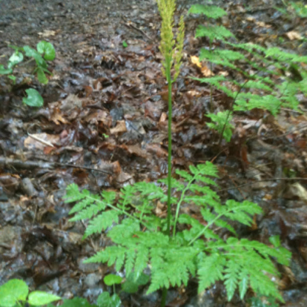 Rattlesnake fern Project Noah