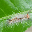 Rusty Tussock Moth
