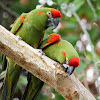 Red-fronted Macaw