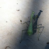 Praying mantis