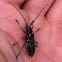 White-Spotted Sawyer Beetle