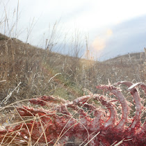 Identifying Animals Through Osteology