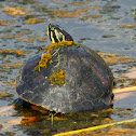 Florida Redbellied Cooter Turtle