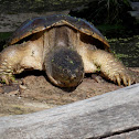 Common Snapping Turtle