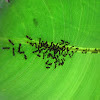 Ants on banana leaf