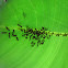 Ants on banana leaf