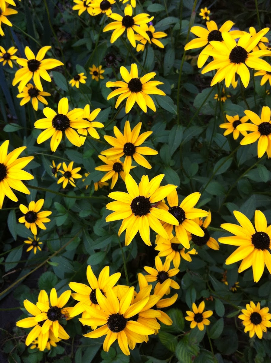 Black-Eyed Susans