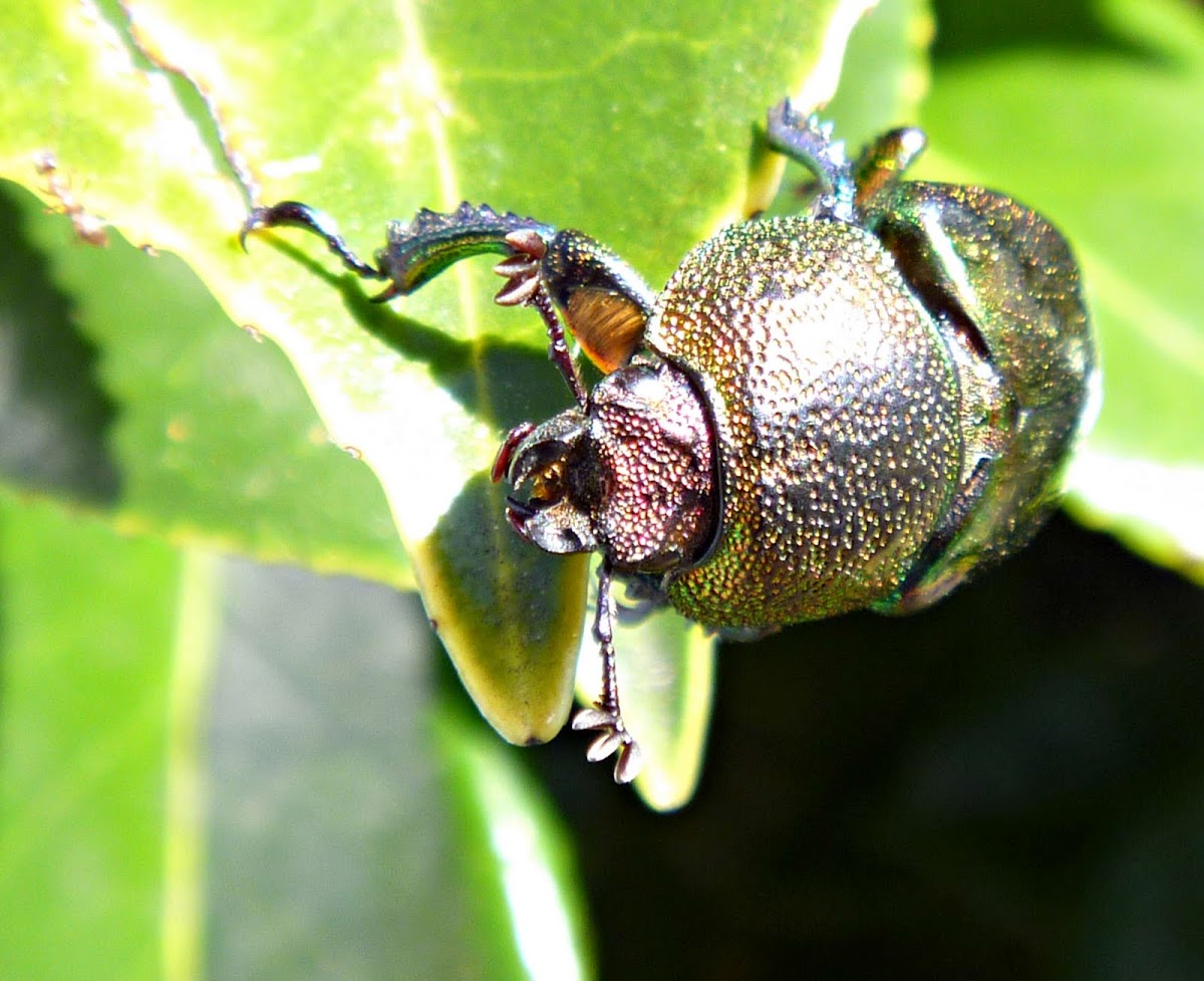 Golden Stag Beetle