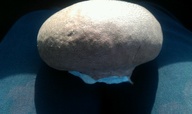Giant Puffball Mushroom