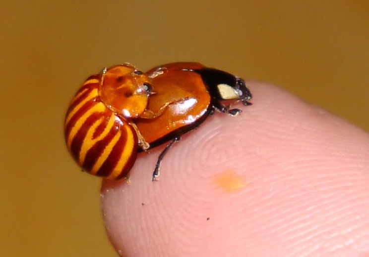 Ladybug Beetles