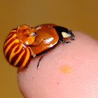 Ladybug Beetles