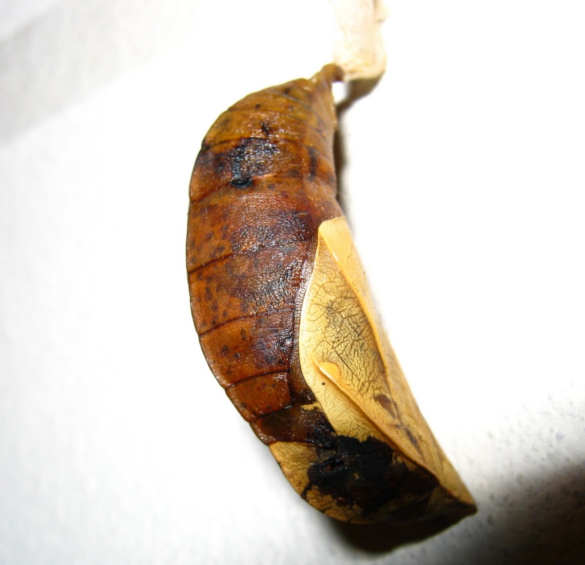 Butterfly or Moth Pupa