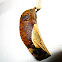 Butterfly or Moth Pupa