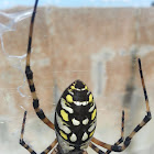 Black and Yellow Argiope (female)