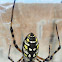 Black and Yellow Argiope (female)