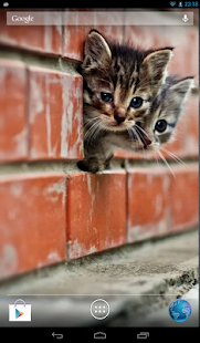 Kitten Slideshow Screenshots 1