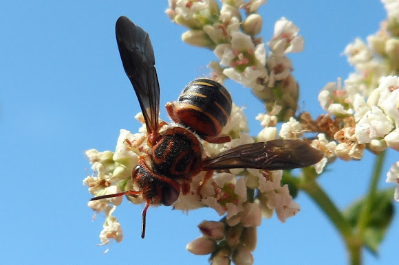 Leaf Cutter bee | Project Noah