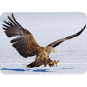 Eagle Photography logo