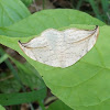 Arched Hooktip (Moth)