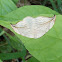 Arched Hooktip (Moth)