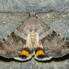 Catocala Moth