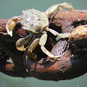 Cangrejo (Crab)