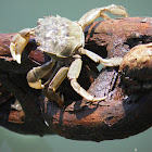 Cangrejo (Crab)