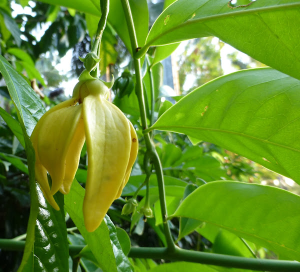 Ylang Ylang Vine Project Noah
