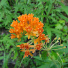 Butterfly Weed