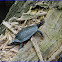 Spotted Turtle