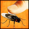 Fly Smasher New Game icon