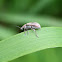 Weevil / Reebruine bladsnuitkever