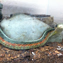 Coast garter snake
