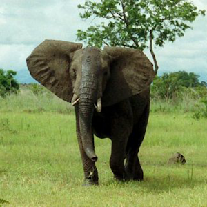 Zoo Animal Sounds Free.apk 1.7