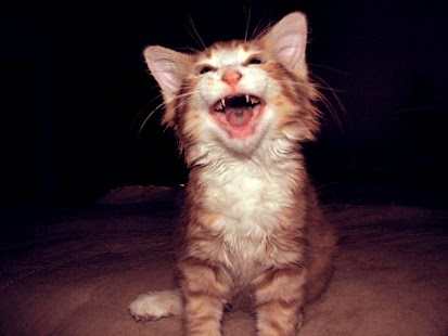 Free Funny Cat Pictures APK for Android