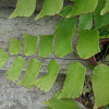 silver dollar fern or Peruvian maidenhair