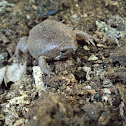 Two-spaded Narrow-mouthed Toad