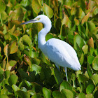 Snowy Egret