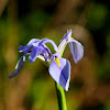 Carolina Iris or Dixie Iris
