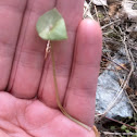 Miner's lettuce