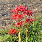 Red spider lily