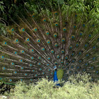 Indian Peacock dancing