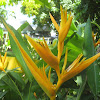 Heliconia c.f. 'Golden Torch'