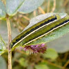 Caterpillar of Mottled Emigrant 
