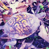 Box Turtle 