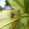 Lady bug