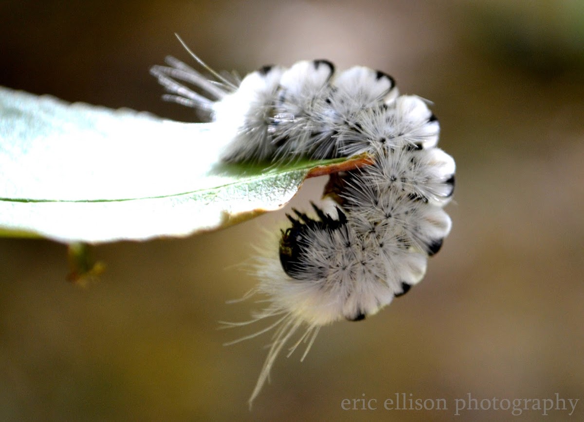 hickory tussock moth